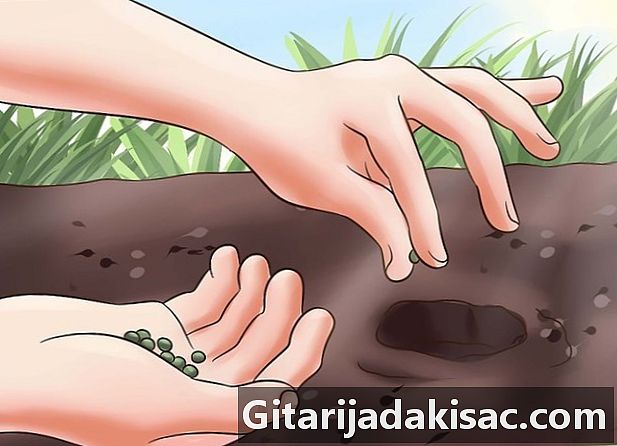 Cum să crești okra