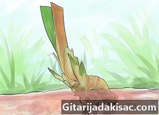 Hur man växer iris