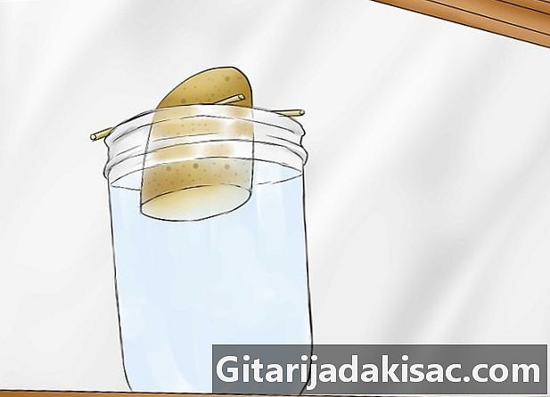 Jak pěstovat sladké brambory