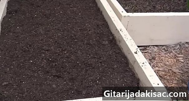 Kako uzgajati špinat