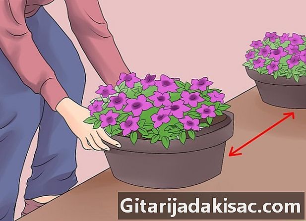 Cara menanam petunia