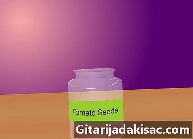 Bagaimana untuk menanam tomato dari benih