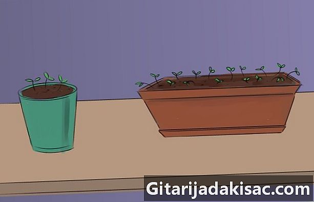 كيف تنمو الريحان