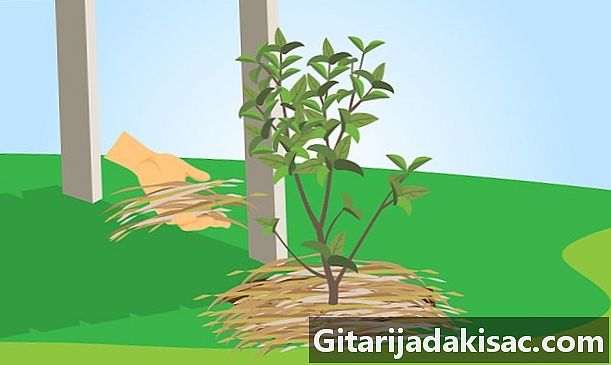 Como cultivar jazmín