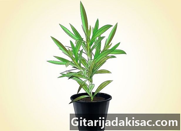 Hvordan vokse oleander
