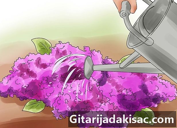 Cara menanam lilac
