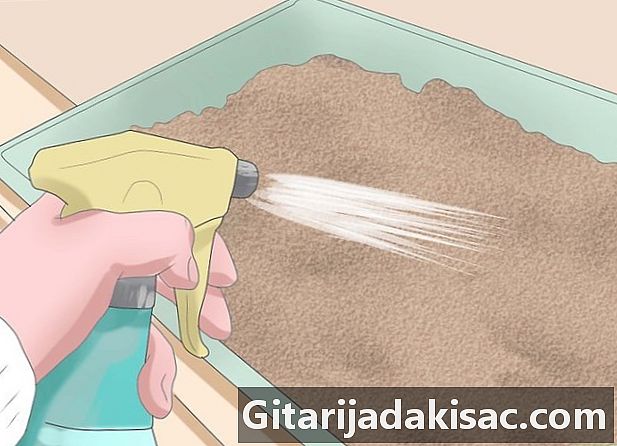 Cum să crească rozmarin cu răsaduri