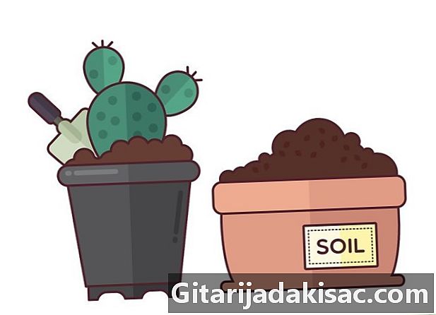 Com fer créixer un cactus a l’interior
