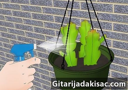 Como cultivar um cacto epiphyllum