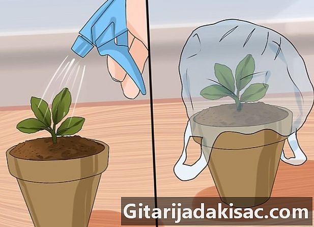 Ako pestovať kalanchoe