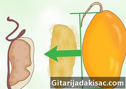 Hur man odlar ett mangoträd
