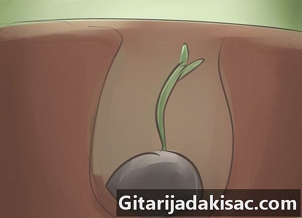 Come coltivare una yucca