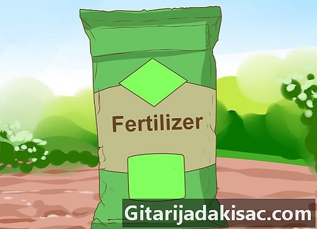 Hur man odlar en klöver gräsmatta