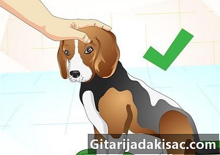Как да стигнем до дрога на кучето си