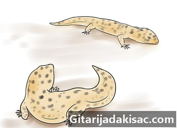 Cómo criar geckos leopardo