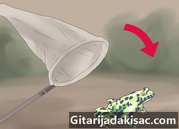 Cara membuat hewan peliharaan katak tertangkap di alam liar