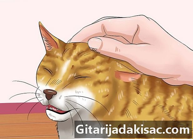 Come abbracciare un gatto