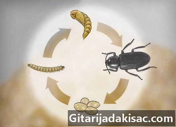Πώς να κάνετε μια εκτροφή των mealworms