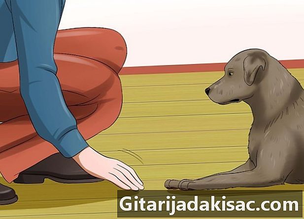 Hur man gör en plastponcho till en hund