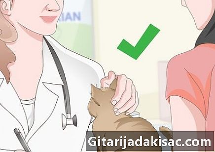 Hvordan danne en kobling med en aggressiv og redd katt