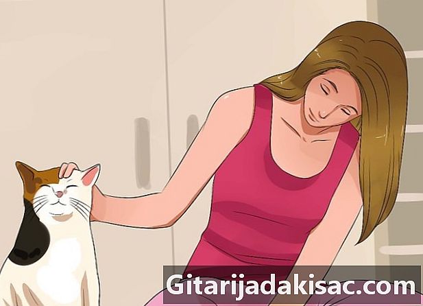 Hoe het vertrouwen van een kat te winnen