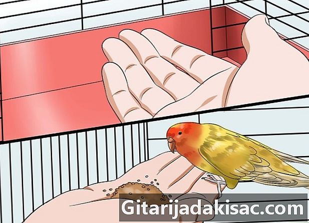 Jak zdobyć zaufanie papugi