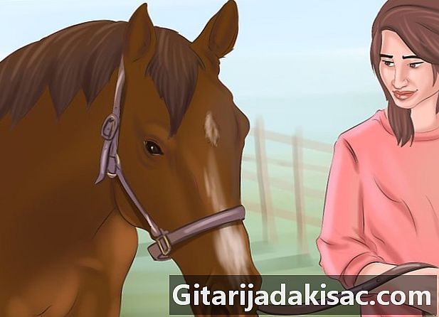 Hoe het respect en vertrouwen van je paard te verdienen