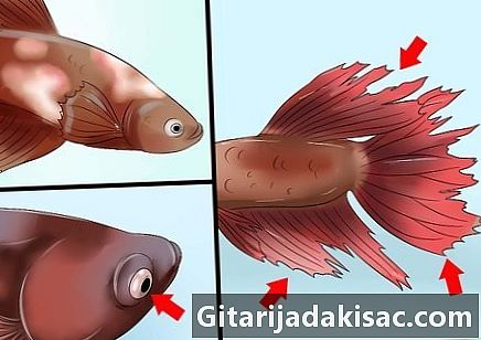 Hvordan oppbevare akvarievannet til en varm jagerfisk