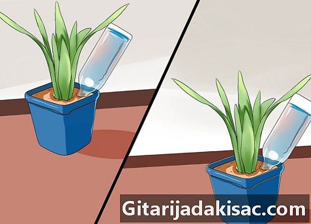 Hvordan holde plantene dine vannet i løpet av en tur