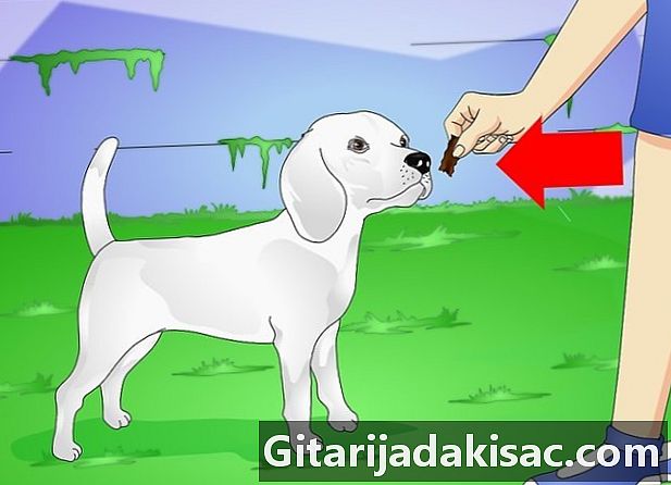 Sådan holder du din hund rolig i haven uden bånd