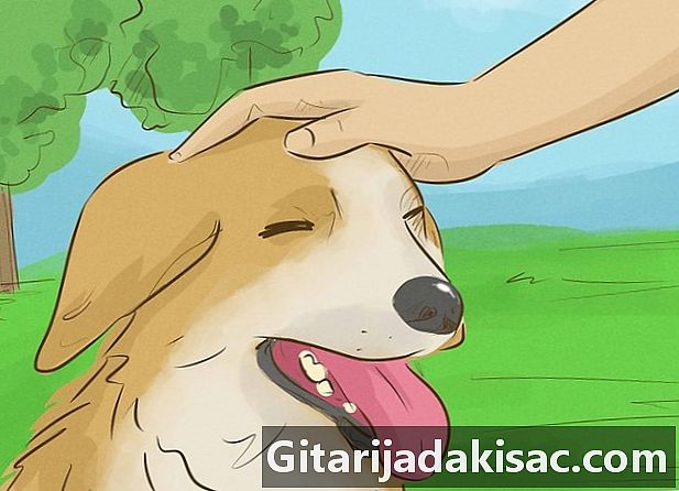 Com mantenir feliç un gos