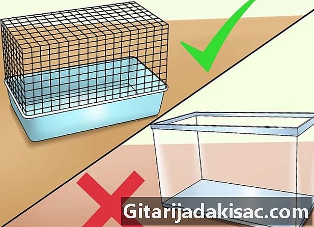 Как да запазим хамстер на хладно, когато е горещо