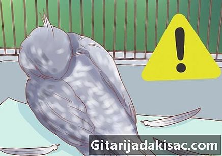 Làm thế nào để giữ cho một con vẹt callopsitic hạnh phúc