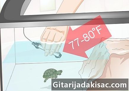 Hoe een schildpad gezond te houden