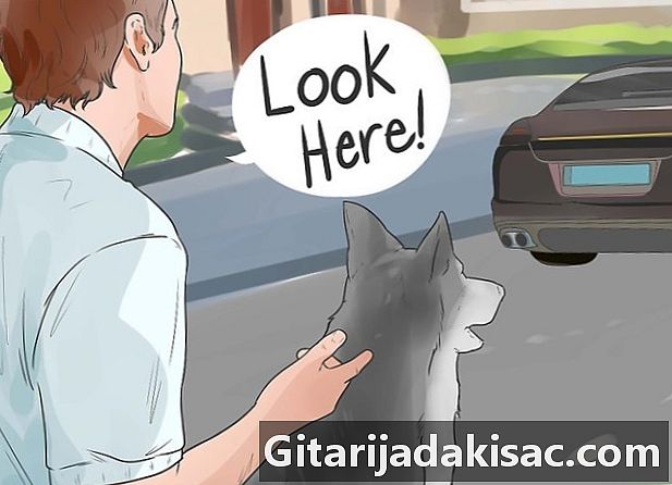 Kako upravljati psom koji se boji automobila