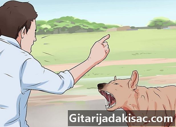 Cách xử lý chó tấn công