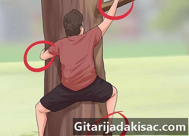 Como escalar árvores