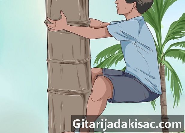 Как залезть на кокосовую пальму
