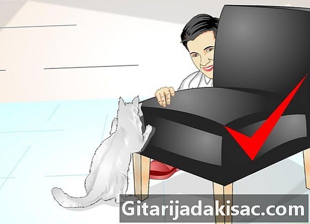 Cara memanjakan kucing Anda