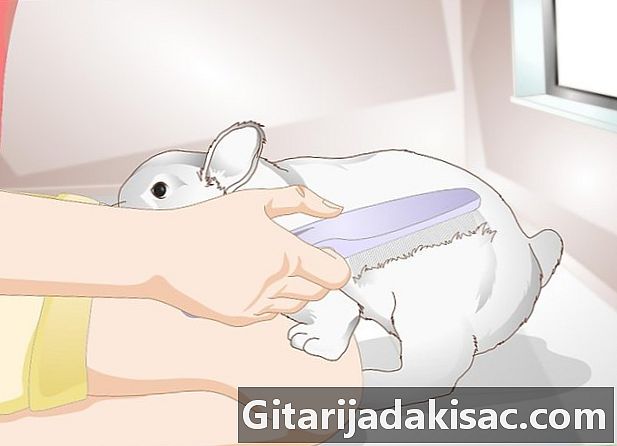 Cum să-ți răsfeți iepurele