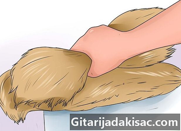 Πώς να συνηθίσετε το κουνέλι σας να χρησιμοποιήσει μια στρωμνή