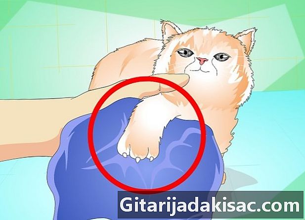 Cómo acostumbrar a un gatito a los baños