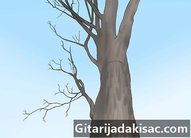 Cómo identificar árboles