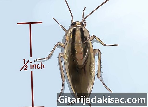 Hur man identifierar kackerlackor