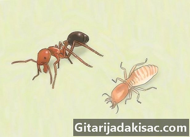 Bagaimana mengenal pasti semut