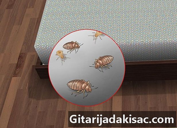 Hvordan identifisere bed bug bites