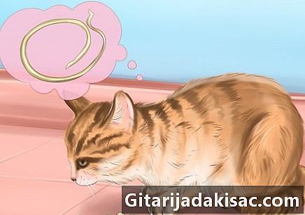 Hvordan identifisere ormer hos katter