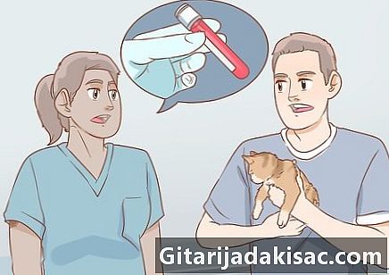 Как да установим причината за подуване на корема при котка