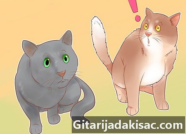 Bir kedi cinsi nasıl belirlenir