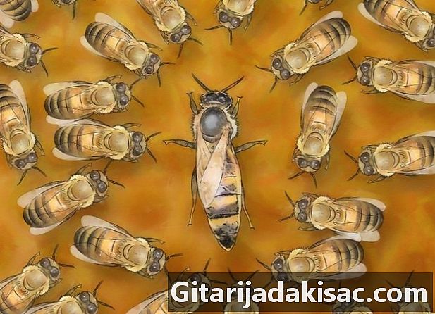 女王蜂を識別する方法